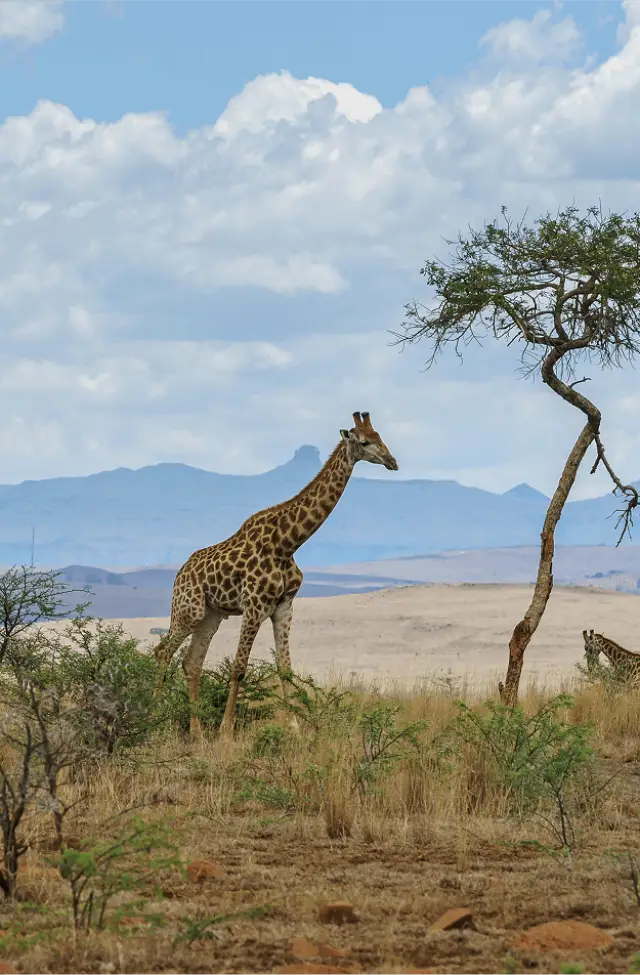 Giraffe unter einer Akazie in der Savanne