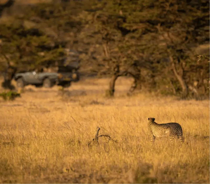 Gepard im Gras vor einem Safari-Fahrzeug