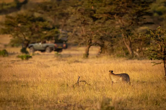 Gepard im hohen Gras, dahinter ein Safari-Fahrzeug